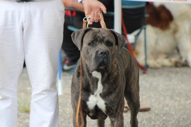 Photo du père de la portée : Tiberius