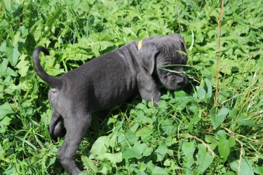Photo du chiot  Boréale