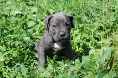 Photo du chiot  Brume